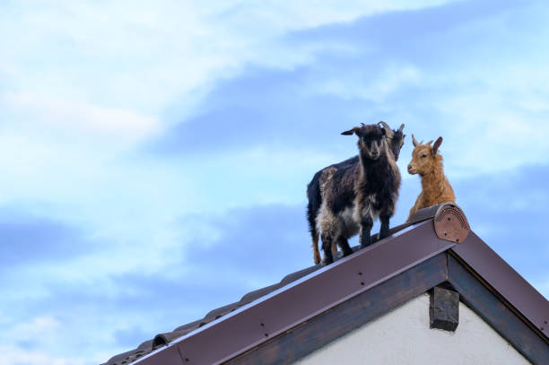 istock Goats admiring the view from the rooftop. 1385789951