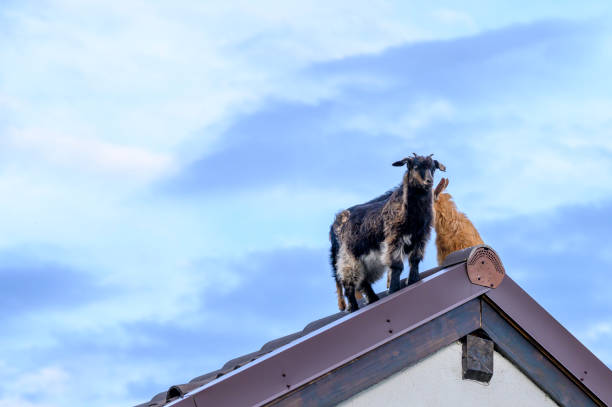 istock Goats enjoying he view from 4the rooftop. 1385789958