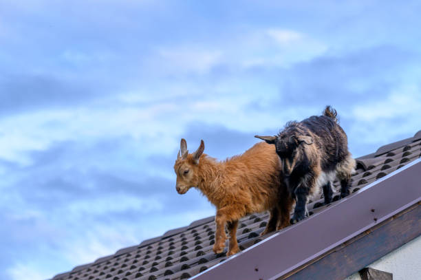 istock How did the goats get on the rooftop ? 1385789972