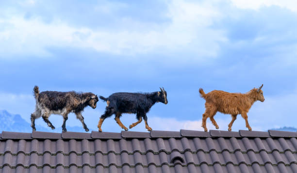 istock Goats on the house. 1385789973