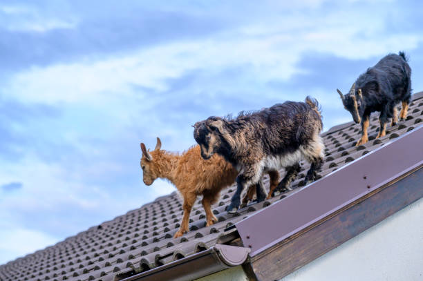 istock How did the three goats get on the rooftop ? 1385789982