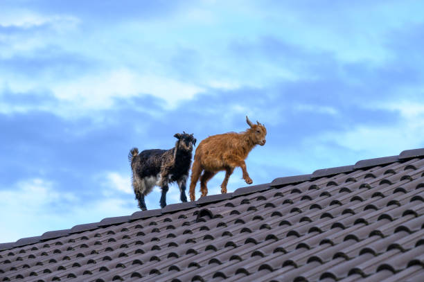 istock Two goats walking on the rooftop. 1385789983