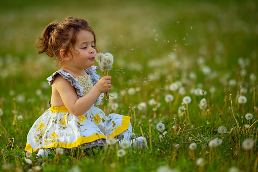 Little cute baby girl sitting in the field full of dandelions. She wears a yellow dress.