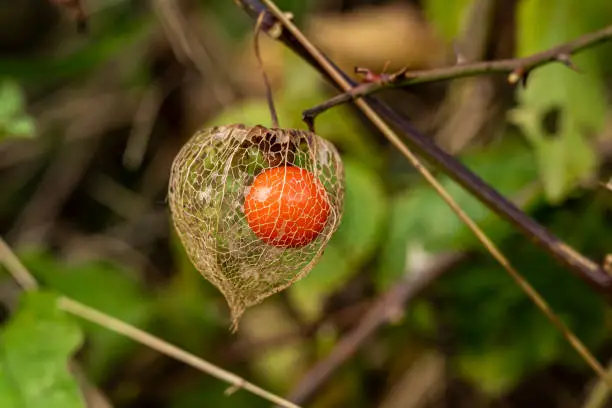 Close-up of the bright orange fruits of a bladder cherry (Physalis alkekengi), also known as Chinese lantern, Weser Uplands, Germany