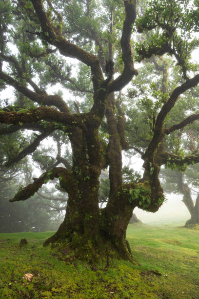 istock Huge old stinkwood laurel tree (Ocotea foetens), Fanal, Madeira 1385790202