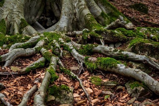 Branched root system of a beech tree, Hohenstein Nature Reserve, Weser Uplands, Germany
