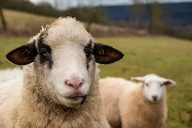 Close-up portrait of a lead sheep or bellwether, looking towards camera, with another sheep in the background