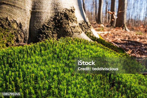 1,061 Haircap Moss Stock Photos, Pictures & Royalty-Free Images - iStock 1,061 Haircap Moss Stock Photos, Pictures & Royalty-Free Images - iStock