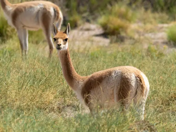 Photo of A pretty Vicuña on the high altitude green fields near the Salinas Grandes salt flat, Jujuy  province, Northern Argentina