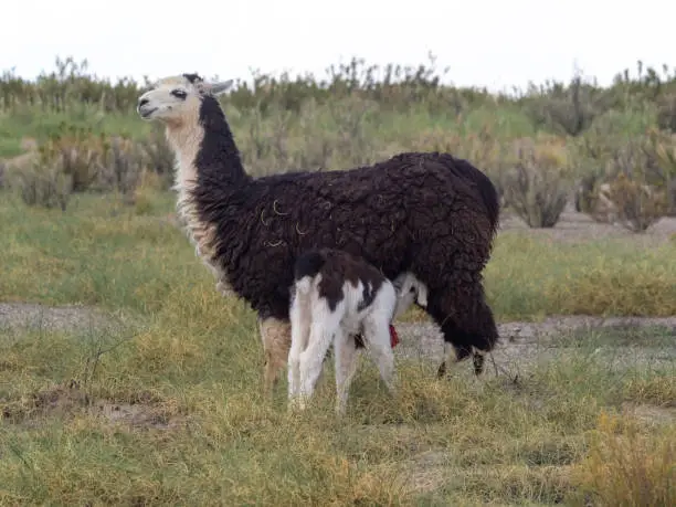 Photo of Baby llama getting milk from its mother on the high altitude green fields near the Salinas Grandes salt flat, Jujuy  province, Northern Argentina