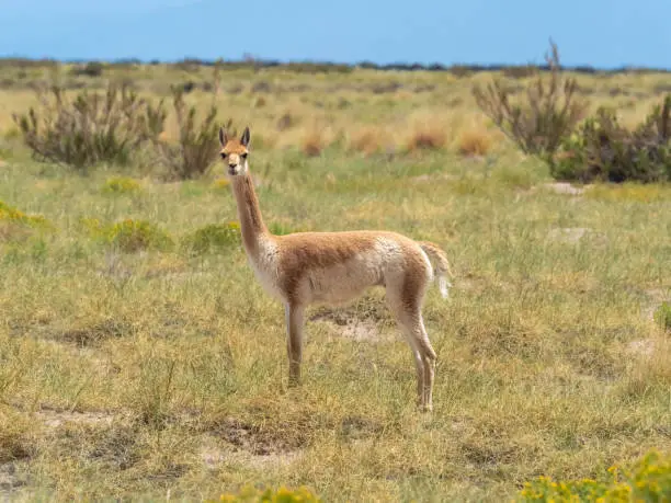 Photo of A pretty Vicuña on the high altitude green fields near the Salinas Grandes salt flat, Jujuy  province, Northern Argentina