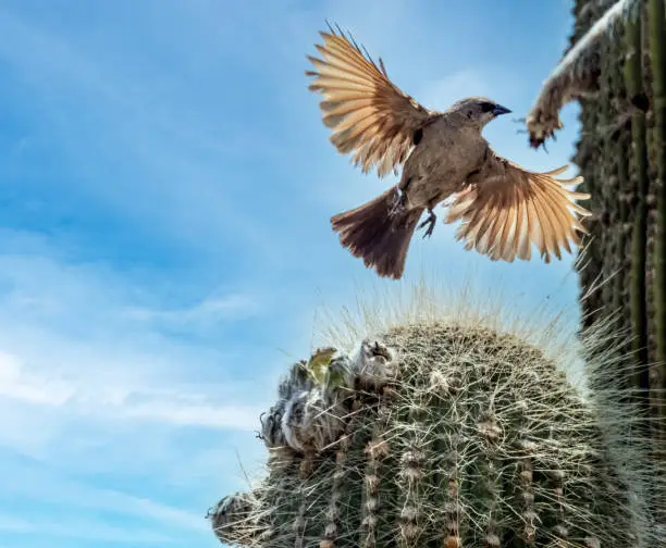 Photo of Grayish baywing (aka., bay-winged cowbird) (Agelaioides badius) flying over a giant cardon cactus. Route 40, Salta Province, Argentina