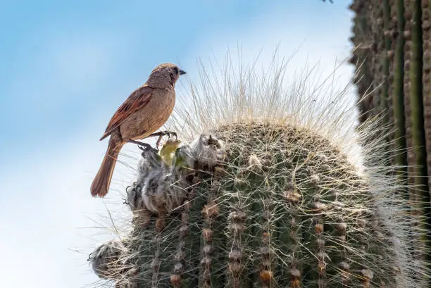 Photo of Grayish baywing (aka., bay-winged cowbird) (Agelaioides badius) perched on a giant cardon cactus. Route 40, Salta Province, Argentina