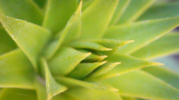 araucaria detail of an araucaria conifer araucaria araucana flower stock pictures, royalty-free photos & images