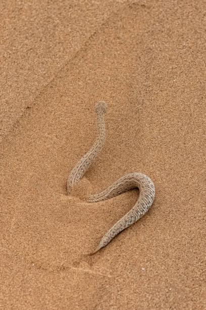 istock Saharan horned viper, snake in the sand 1385794535