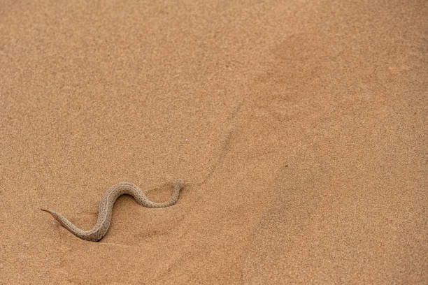 istock Saharan horned viper, snake in the sand 1385795045