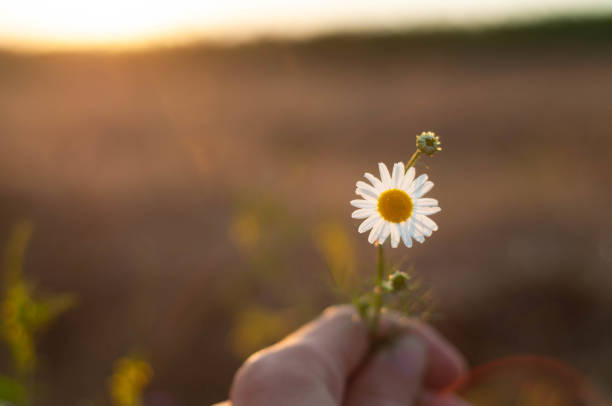 istock hand with a camomile on sunny summer day 1385795517