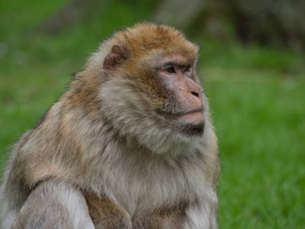 istock Side view portrait of a Barbary macaque 1385796859