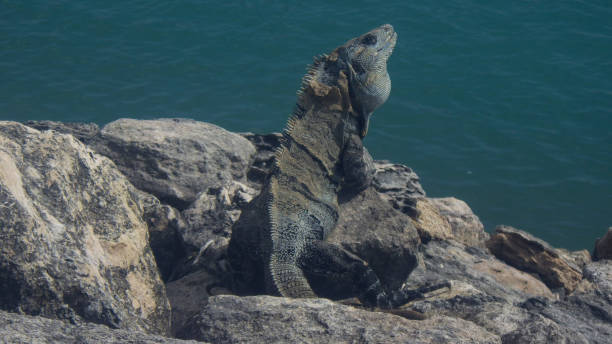 istock an iguana a reptile animal 1385799498