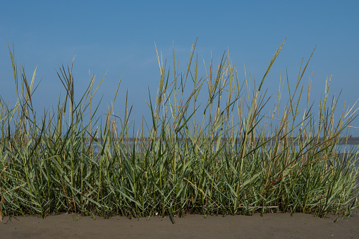 Close-up of reeds in the Wadden Sea against a blue sky