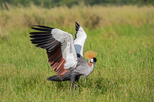 A  Grey or African crowned crane (Balearica regulorum) spreads its wings. Wildlife shot in Uganda.