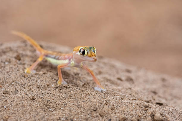 istock A Namib sand gecko, lizard 1385813376