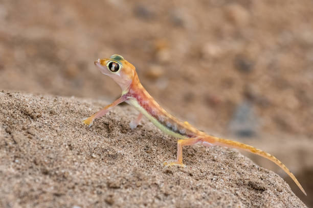 istock A Namib sand gecko, lizard 1385813677