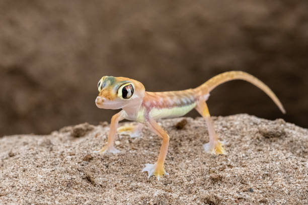 istock A Namib sand gecko, lizard 1385813898