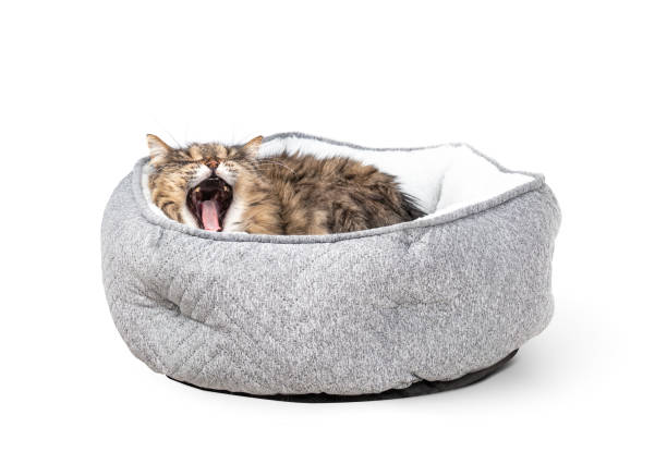 Senior cat yawing while lying comfortable in a cat bed. 16 years old female long hair tabby cat just woke up, yawing with mouth wide open. Many teeth missing from dental surgery. Selective focus. dog bed stock pictures, royalty-free photos & images