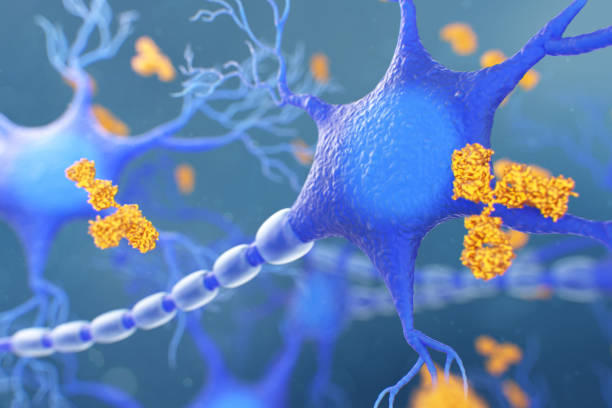 antibodies attacking a neuron. concept of autoimmune neurologic diseases - corpus striatum imagens e fotografias de stock