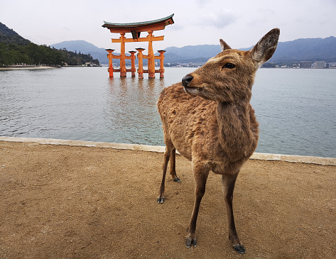 March 25, 2019 - Hiroshima, Japan: Deer on the island Itsukushima with the Floating Torii of Miyajima in the background , Hiroshima, Japan