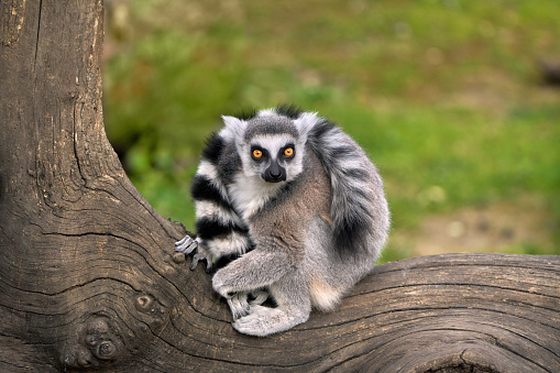Ring-tailed lemur with his long tail around the neck sitting on a log.