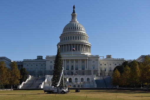 A Christmas tree is erected on the west lawn of United States Capitol building, Washington, D. C.