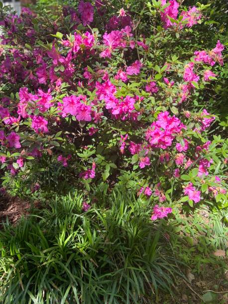 istock A pink Azalea bush in bloom 1385837972