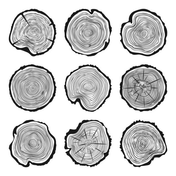 Round tree trunk cuts with cracks, sawn pine or oak slices, lumber. Saw cut timber, wood. Wooden texture with tree rings. Hand drawn sketch. Vector illustration Round tree trunk cuts with cracks, sawn pine or oak slices, lumber. Saw cut timber, wood. Wooden texture with tree rings. Hand drawn sketch. Vector illustration. tree trunk stock illustrations