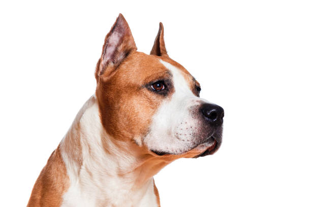 cão americano staffordshire terrier cor marrom olhando para o lado close-up isolado em fundo branco - dog head shot - fotografias e filmes do acervo