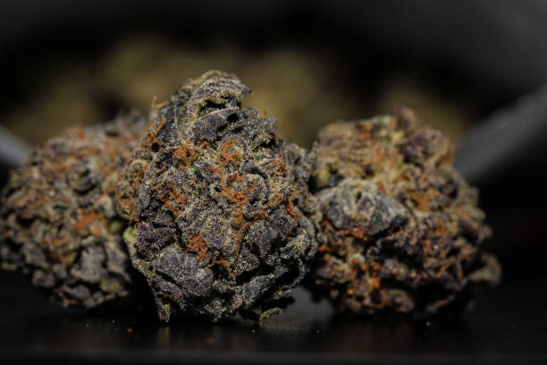 istock Purple Cannabis Bud 1385848546