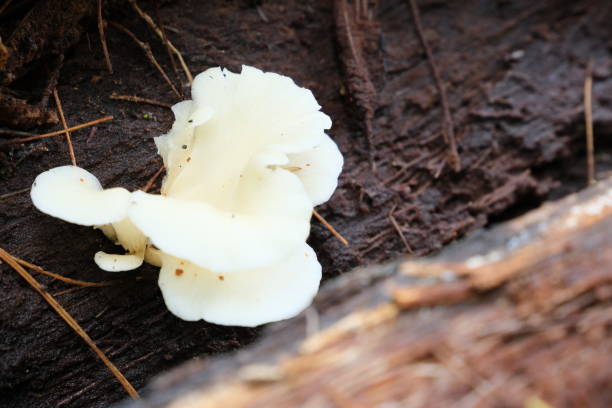 istock Group of white Small white ear mushroom grow on moist dead tree bark, selective focus 1385852115
