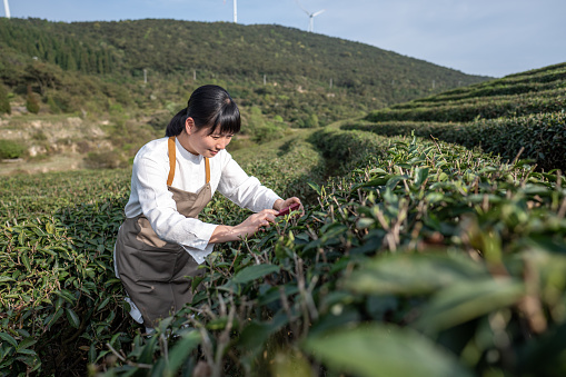 An Asian female agricultural researcher took pictures with her mobile phone in a tea garden to obtain information,