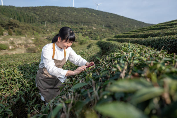 uma pesquisadora agrícola asiática tirou fotos com seu celular em um jardim de chá para obter informações - chá colheita - fotografias e filmes do acervo