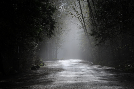 Fog creates a mysterious atmosphere down a dirt road