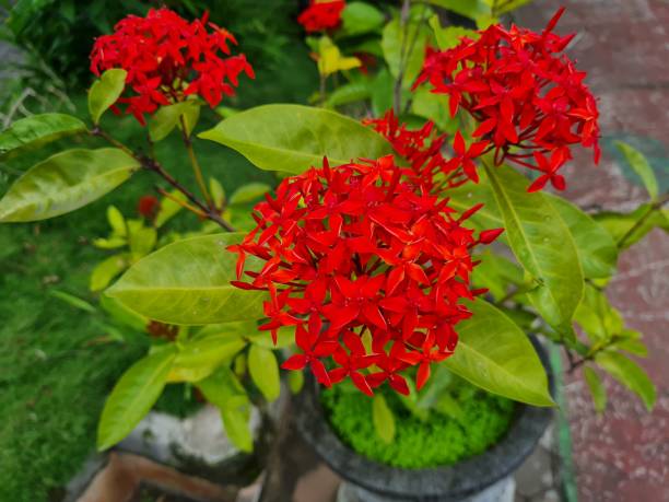 istock Red Ixora flowers 1385856388