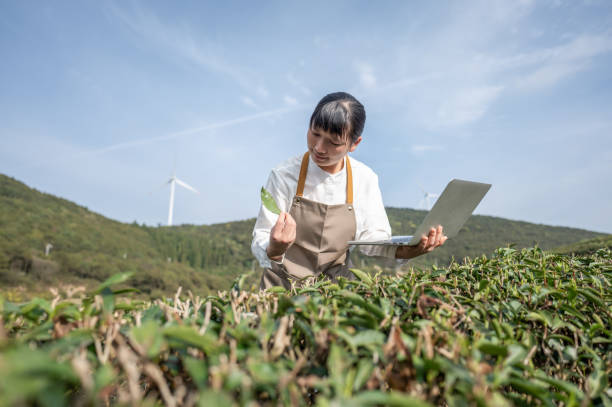 azjatycka badaczka rolnictwa używa laptopa, aby sprawdzić dane i porównać je z sytuacją herbaty na miejscu zdarzenia - farmer rural scene laptop computer zdjęcia i obrazy z banku zdjęć