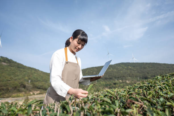 azjatycka badaczka rolnictwa używa laptopa, aby sprawdzić dane i porównać je z sytuacją herbaty na miejscu zdarzenia - farmer rural scene laptop computer zdjęcia i obrazy z banku zdjęć