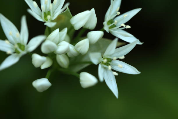 istock Wild garlic in the forest 1385856506