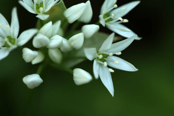 istock Wild garlic in the forest 1385856511