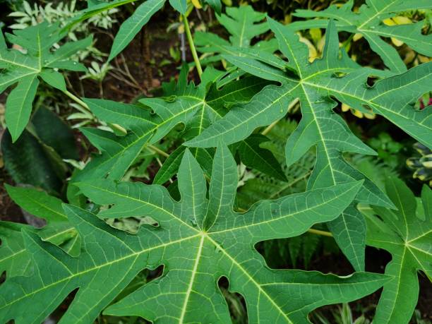 istock Green leafy plant 1385857318