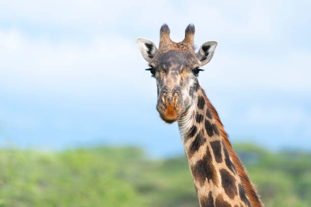 Giraffe Close-up against blue sky background Masai giraffe close-up. Ndutu region of Ngorongoro Conservation Area, Tanzania, Africa masai giraffe stock pictures, royalty-free photos & images