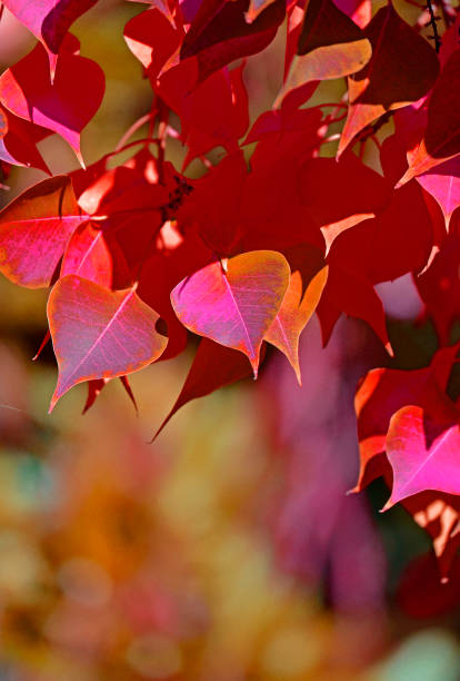 Abstract image of leaves in shades of red.