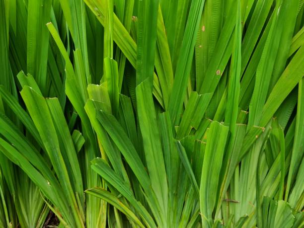 녹색 잎 배경 - chlorophyll tranquil scene summer blade of grass 뉴스 사진 이미지